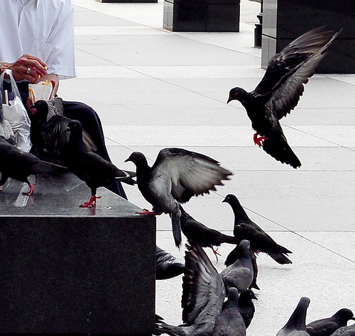 Flock of Pigeons