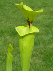 Sarracenia la saison est là... 3423887568_c58035cac5_m