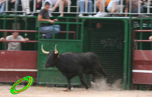 Concurso de ganaderias en Mores (Zaragoza) Francisco Murillo, Jose Antonio Murillo, Hnos. Joven Salas 3584556535_b294acfeaa