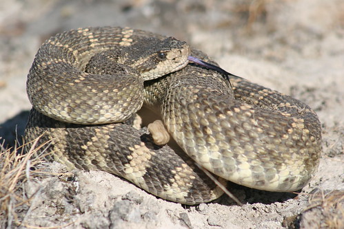 Votre herping le plus mémorable... 3671012938_a0b3d51b86