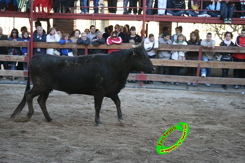 Luceni (Zaragoza) Ganaderia Jose Luis Cuartero 1-05-2009 3505260654_19b99cef6a