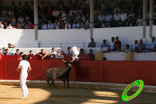 Peralta (Navarra) Concurso de recortadores 20-06-2009 Ganaderia Enrique Merino Gil y Manuel Merino Garde 3654429398_ca9bfa53ff