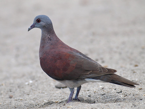 TORTORA PITTURATA (Streptopelia picturata) 3662651666_466a703357