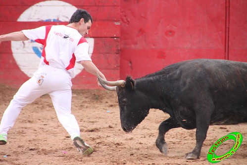 Cenicero (La Rioja) 15 de mayo concurso de recortadores con anillas, ganaderias Santos Zapateria (Valtierra, Navarra) y Herederos de Angel Macua (Larraga, Navarra) 4619561360_290387feb8