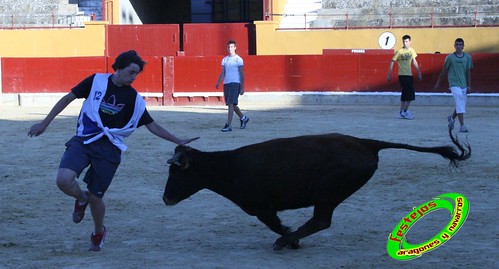 Alagon (Zaragoza) Desencajonada y vacas encintadas Ganaderia de Jose Luis Cuartero (Pradilla de Ebro) 11-6-2009 3628001837_b4ed01003c