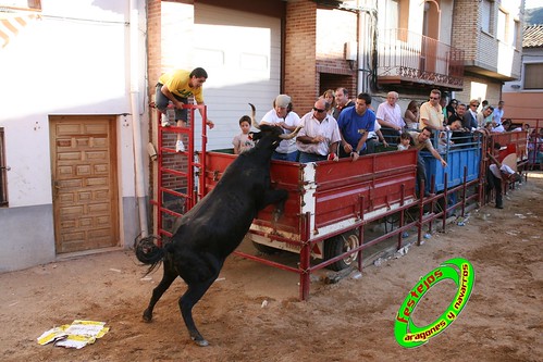 Alpartir (Zaragoza) 21-06-2009 Ganaderia "El Ruiseñor" (Frescano) 3656009041_5c885e97f7