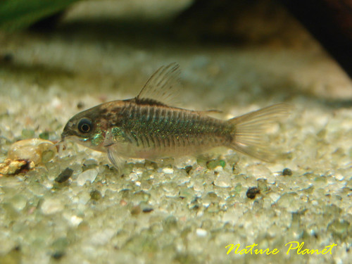 Fotografias de corydoras - Fotogaleria 3644507381_587d9444dc