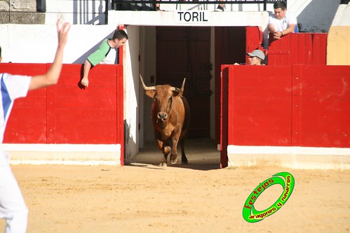 Peralta (Navarra) Concurso de recortadores 20-06-2009 Ganaderia Enrique Merino Gil y Manuel Merino Garde 3652077342_4ec7516991