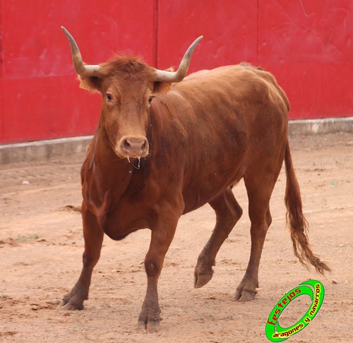 Cenicero (La Rioja) 15 de mayo concurso de recortadores con anillas, ganaderias Santos Zapateria (Valtierra, Navarra) y Herederos de Angel Macua (Larraga, Navarra) 4619521982_d70cc70aa7