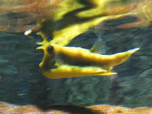 Sealand Aquarium, Noirmoutier 3658600480_d67e31fa5d