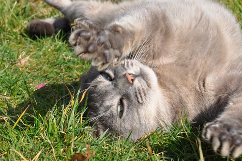 Hermès, 2 ans, superbe chat gris !! - Page 3 3434051433_2d7edabbde