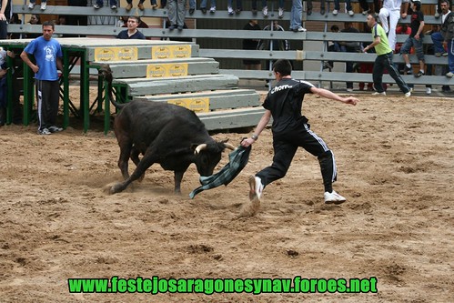 La Vall d'Uixó (Castellòn) Ganaderia de Carlos Orient (de les Coves de Vinrom) pruba de vacas 3447895809_545b518ca8