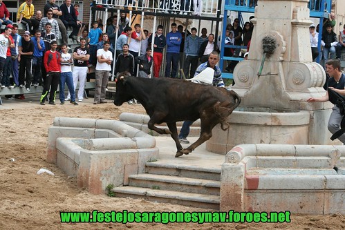 La Vall d'Uixó (Castellòn) Ganaderia de Carlos Orient (de les Coves de Vinrom) pruba de vacas 3447791925_33b679f885