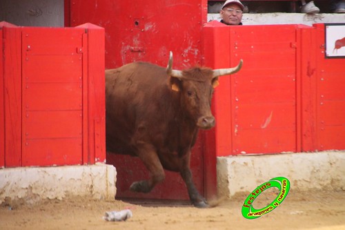 Alfaro (La Rioja)  16 de mayo Concurso de recortadores con anillas, ganaderia Jose Arriazu e Hijos (Ablitas, Navarra) 4638633723_73f36ae845