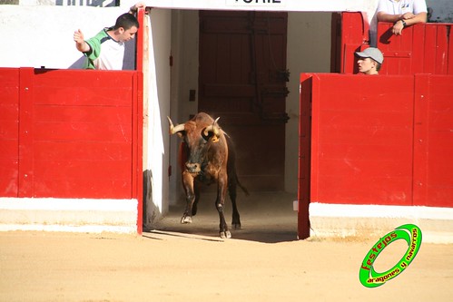 Peralta (Navarra) Concurso de recortadores 20-06-2009 Ganaderia Enrique Merino Gil y Manuel Merino Garde 3653628353_a86ce951fd