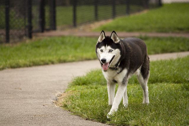 Florida Huskies and the NEW addition 9/5/13 - Page 2 5751658146_82ca2c1d81_z