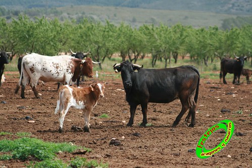 Ganaderia de Miguel Parejo Cabanes (Castellòn) 3488458802_9fde20a961