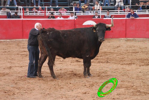 Cenicero (La Rioja) 15 de mayo concurso de recortadores con anillas, ganaderias Santos Zapateria (Valtierra, Navarra) y Herederos de Angel Macua (Larraga, Navarra) 4619592910_80ed1956bb