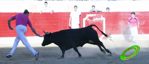 Peralta (Navarra) Concurso de recortadores 20-06-2009 Ganaderia Enrique Merino Gil y Manuel Merino Garde 3652103696_3199d6d89d