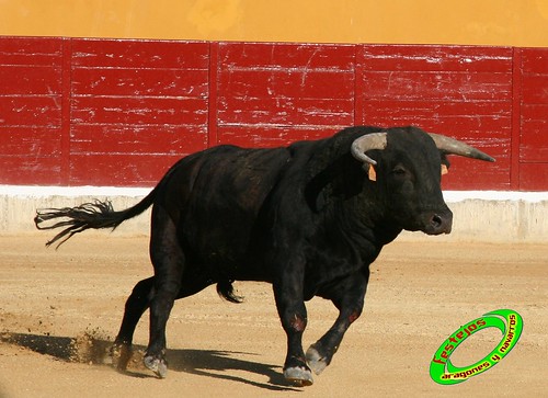 Alagon (Zaragoza) Desencajonada y vacas encintadas Ganaderia de Jose Luis Cuartero (Pradilla de Ebro) 11-6-2009 3628725710_c72857d78b