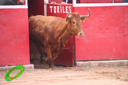 Cenicero (La Rioja) 15 de mayo concurso de recortadores con anillas, ganaderias Santos Zapateria (Valtierra, Navarra) y Herederos de Angel Macua (Larraga, Navarra) 4618988653_94a252beb3