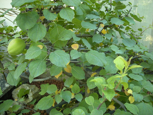 Quelques feuilles jaunes sur le malus everest 3643834795_7d9825c64c