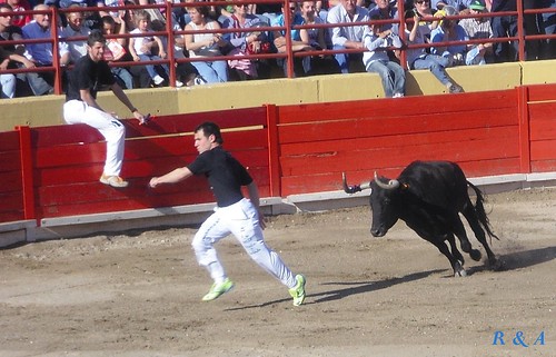 El Burgo de Ebro (Zaragoza). Concurso de Anillas con Reses de la Ganadería de Hnos. Ozcoz, de Fuentes de Ebro 3479964613_cbd78f600a