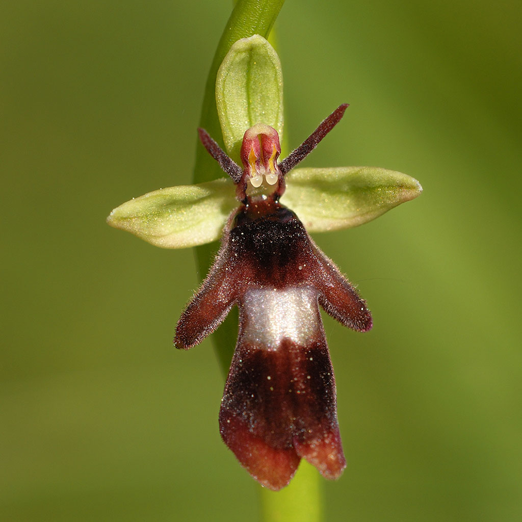 orchide Ophrys mouche 3504968586_0d2f7280c1_o