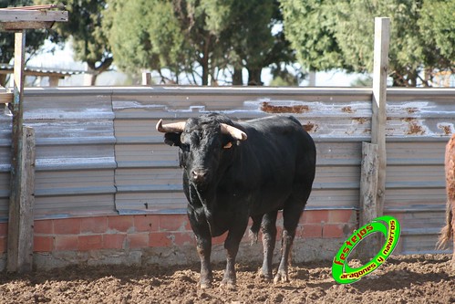 Ganaderia de Raul Monferrer, Formiche alto (Teruel) 3528196199_6ea8edebce