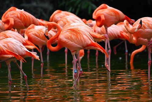 Carribean Flamingo 3240638808_c6dcd111fd