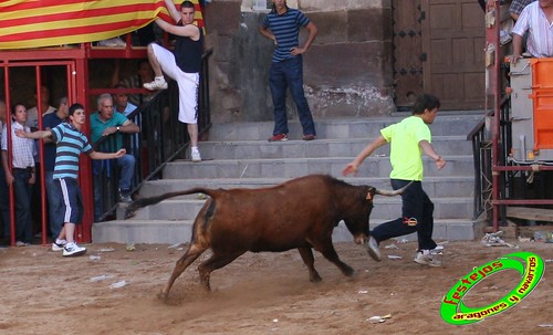 Alpartir (Zaragoza) 21-06-2009 Ganaderia "El Ruiseñor" (Frescano) 3656793592_8c3eb33484