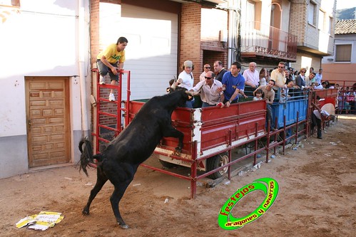 Alpartir (Zaragoza) 21-06-2009 Ganaderia "El Ruiseñor" (Frescano) 3656806304_05bed1d89f