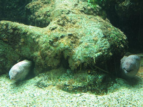 Sealand Aquarium, Noirmoutier 3658599690_dba3bf8551