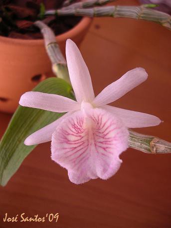 Cinco Dendrobium 3487155478_0325447e0d