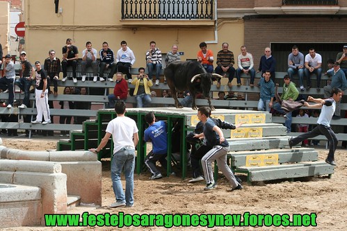 La Vall d'Uixó (Castellòn) Ganaderia de Carlos Orient (de les Coves de Vinrom) pruba de vacas 3447837567_8e867014a0