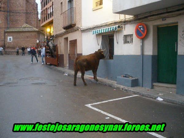 Brea de Aragón 31 - 01 - 2009 Ganaderia de Vicente Domínguez 3246768471_f670ea5df1_o