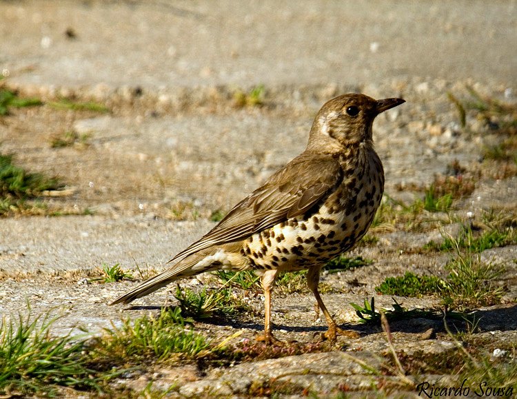 Tordo Pinto (Turdus philomelos) 3593368400_d6130f0e51_o