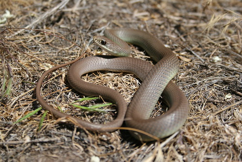 Herping à l'est de Seattle, WA. 3670202653_38c6295368