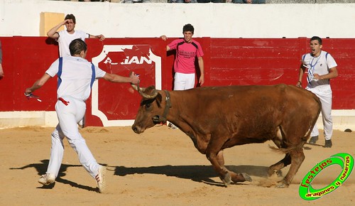 Peralta (Navarra) Concurso de recortadores 20-06-2009 Ganaderia Enrique Merino Gil y Manuel Merino Garde 3652084376_f890170a44