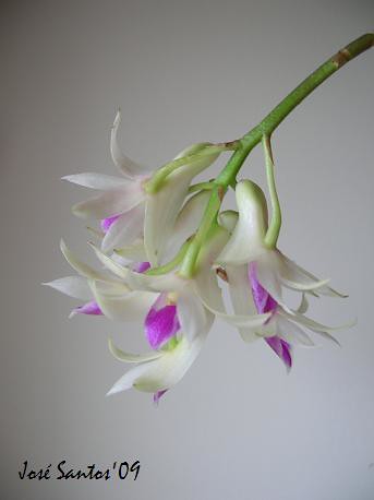 Cinco Dendrobium 3487155762_d9c1ff1ce4