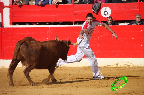 Alfaro (La Rioja)  16 de mayo Concurso de recortadores con anillas, ganaderia Jose Arriazu e Hijos (Ablitas, Navarra) 4639249528_ef9fac96a2