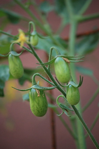 Tomato Tuesday Thread (N&C Midwest).. - Page 4 5858065855_e9cbf79428