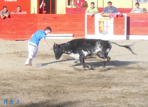 El Burgo de Ebro (Zaragoza). Concurso de Anillas con Reses de la Ganadería de Hnos. Ozcoz, de Fuentes de Ebro 3480888104_f793816e1b