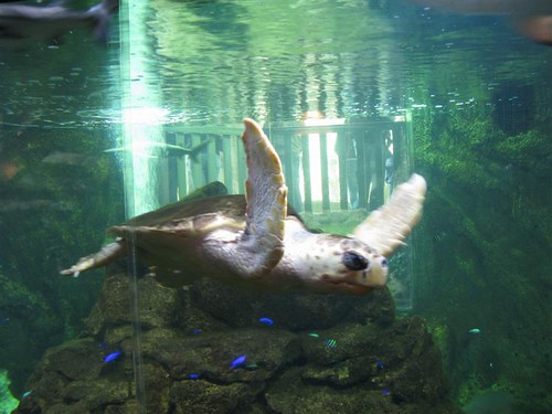 Sealand Aquarium, Noirmoutier 3657805477_3ffc36fd1b