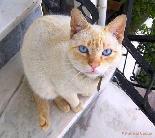 Perdido - Kiran, gato branco e creme, olhos azuis - Almada 3342848146_7db0ebd4b5