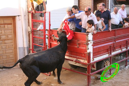 Alpartir (Zaragoza) 21-06-2009 Ganaderia "El Ruiseñor" (Frescano) 3656797898_ccc4e9d47d