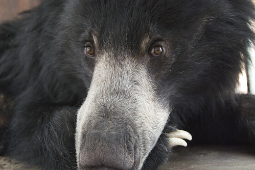 Oso bezudo/tibetano. 4633061113_75392f6e6c