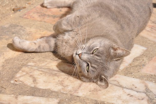 Hermès, 2 ans, superbe chat gris !! - Page 3 3434858456_101e15ee16