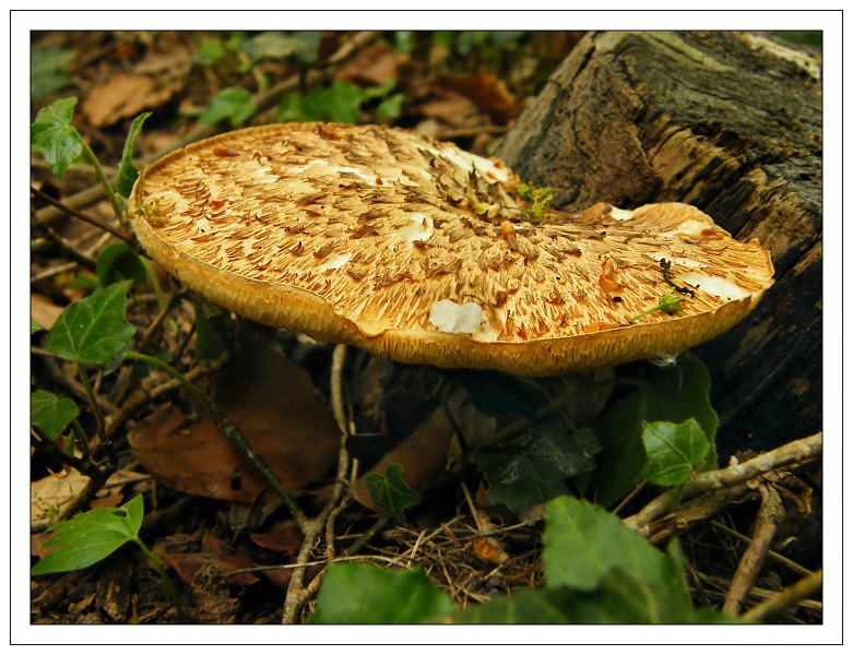 Le polypore écailleux 4565898243_2ea9278c61_o