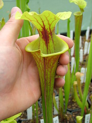 Sarracenia la saison est là... 3428929736_656a87622e_m